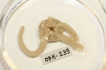 Media type: image;   Invertebrate Zoology OPH-239 Description: Preserved specimen.;